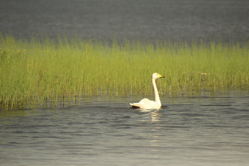Lake Näsijärvi swan