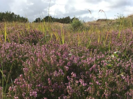 Sand dunes and heather, North Jutland