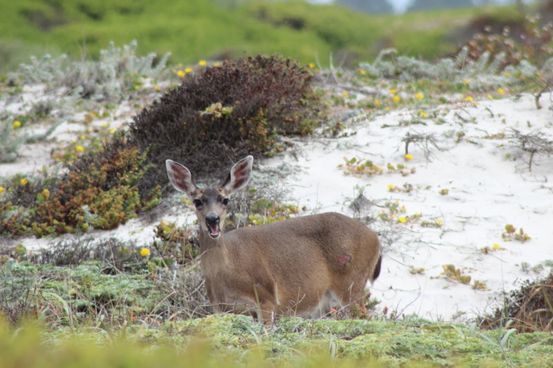 17-Mile Drive deer