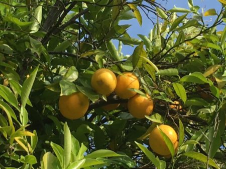 Carmel Valley oranges