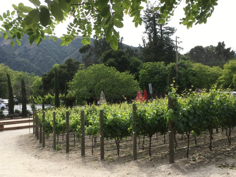 Carmel Valley vineyard 