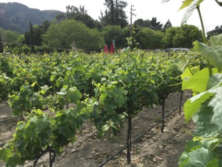 Carmel Valley vineyard view
