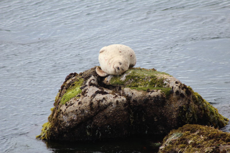 Monterey Bay harbor seal