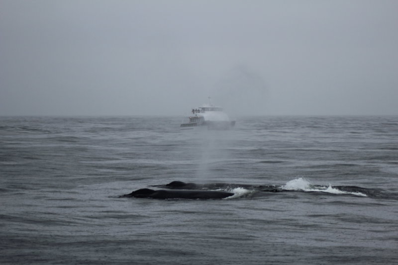 Monterey Bay whale cruise