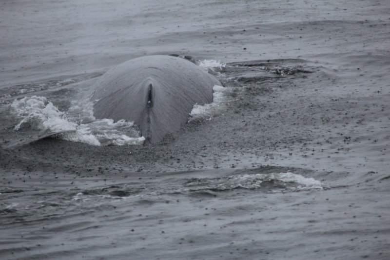 Monterey Bay whale 