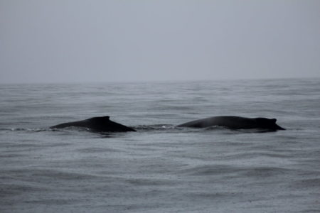 Monterey Bay whales