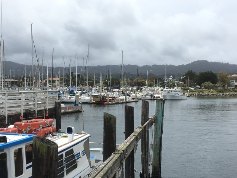 Monterey whale watching cruises from Fisherman's Wharf