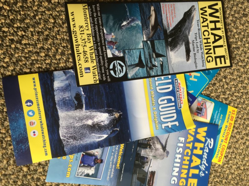 Monterey whale watching operators