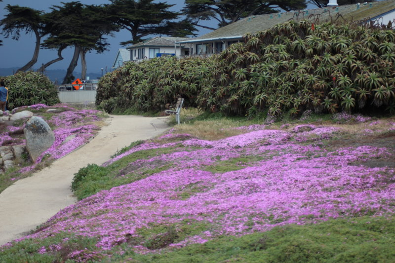Pacific Grove ice plants