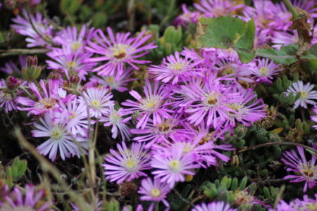 Pacific Grove ice flowers