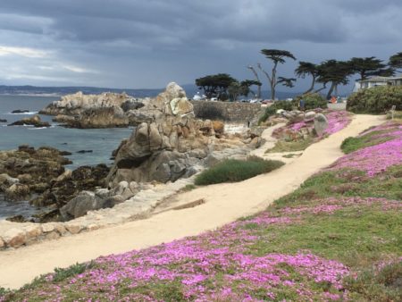 Pacific Grove ice flowers in bloom