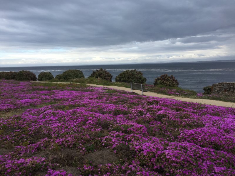 Pacific Grove ice plants and the ocean