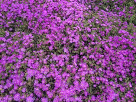 Pacific Grove ice flowers in May