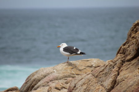 Pebble beach seagull