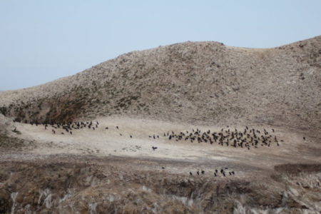 Point Lobos bird colony, California