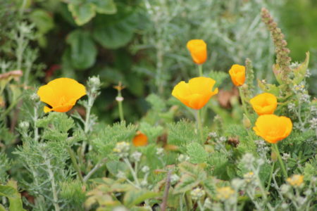Point Lobos poppies