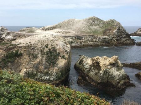 Point Lobos seabird colony