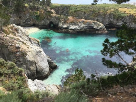 Point Lobos seal pup bay
