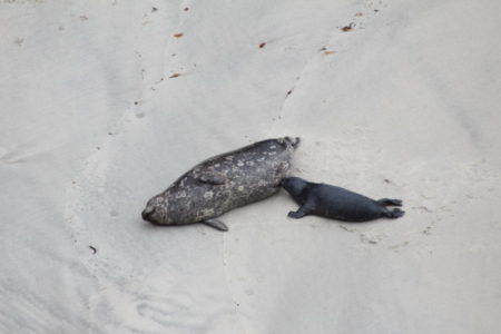 Point Lobos seals
