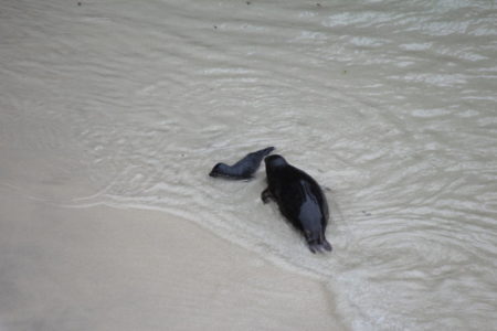 Point Lobos seals in water