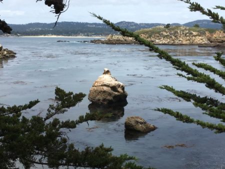 Point Lobos State Natural Reserve