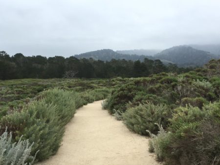 Point Lobos State Natural Reserve walking path