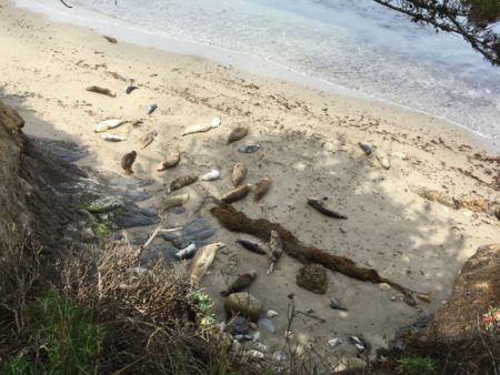 Point Lobos State Park seal moms and pups