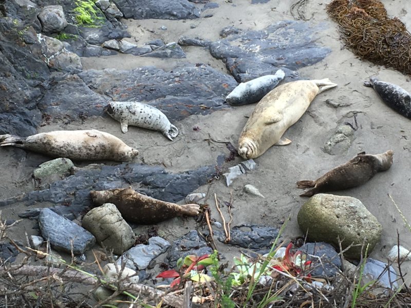 Point Lobos State Natural Reserve seals 