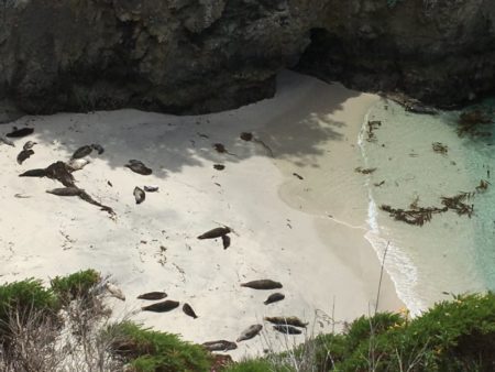 Point Lobos State Reserve seals