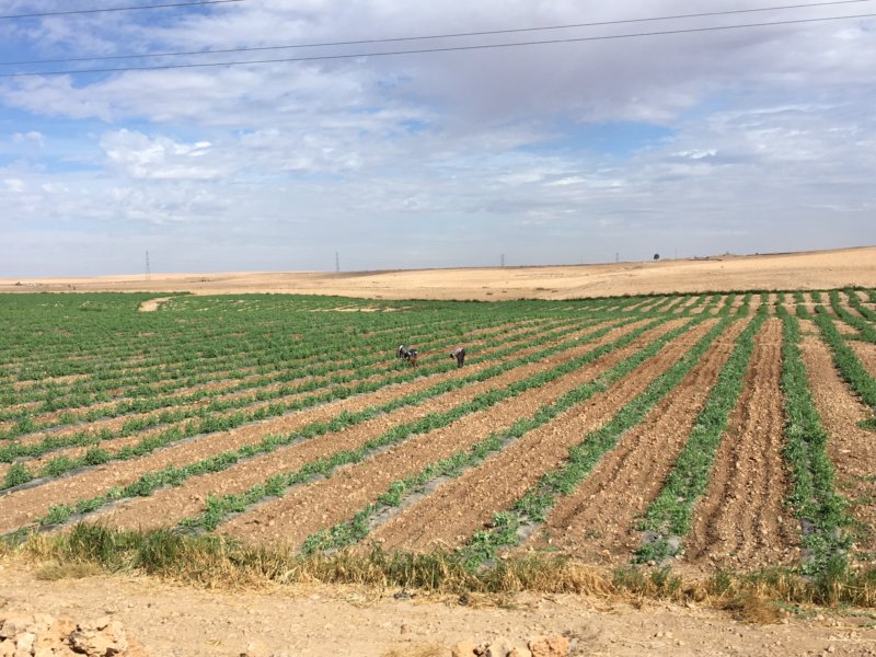 Agricultural landscape, Marrakech to Essaouira Agricultural landscape, Marrakech to Essaouira