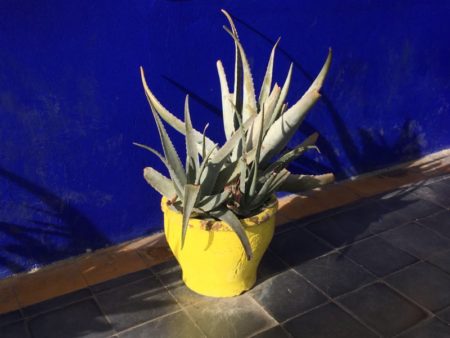 Majorelle Gardens agave in yellow pot