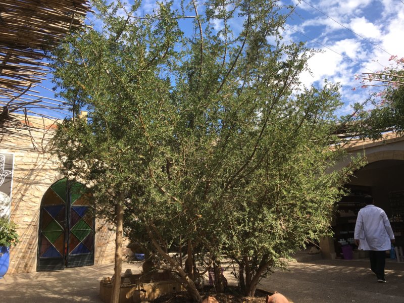 Argan tree, Morocco