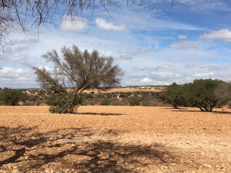 Essaouira argan trees
