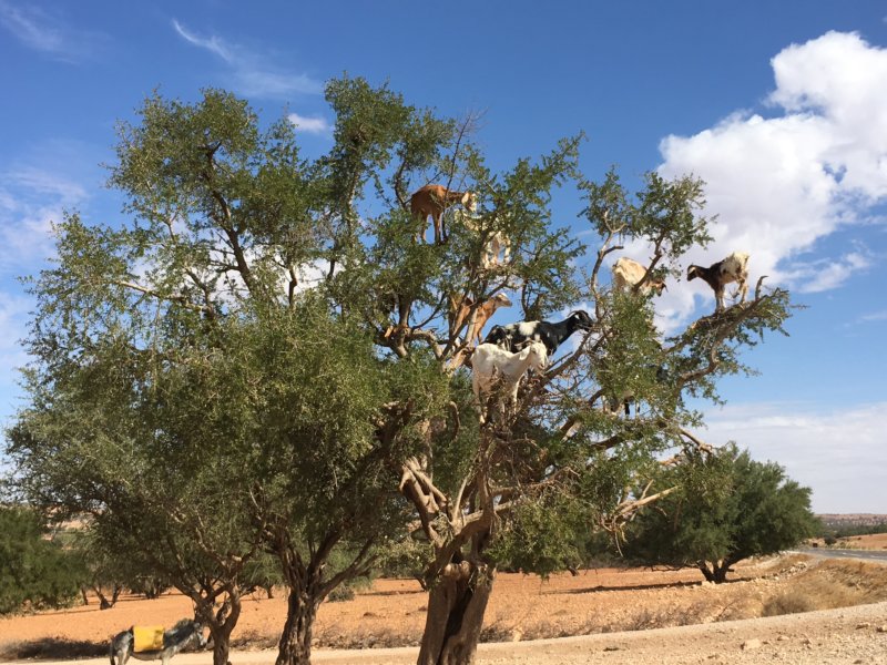 Essaouira goats in trees, why?