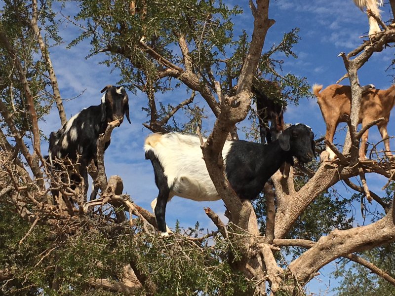 Moroccan goats in trees