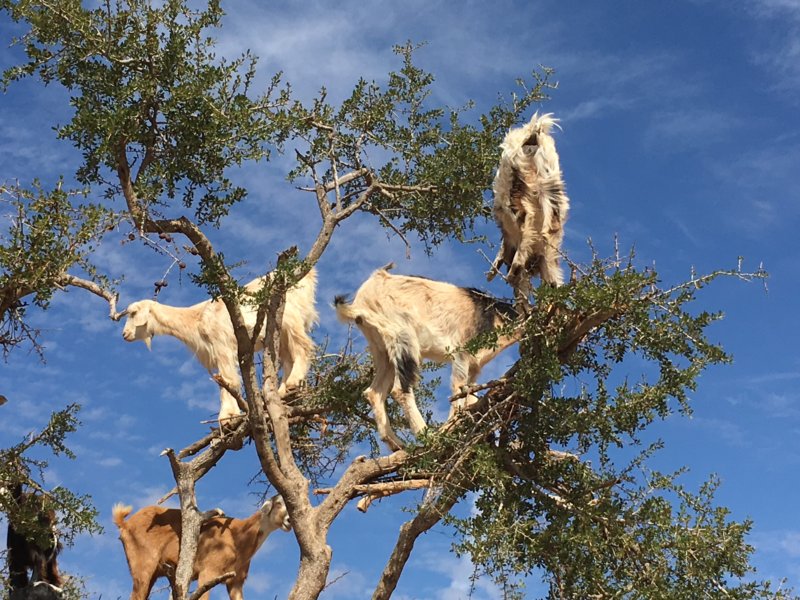 Moroccan goats in tree