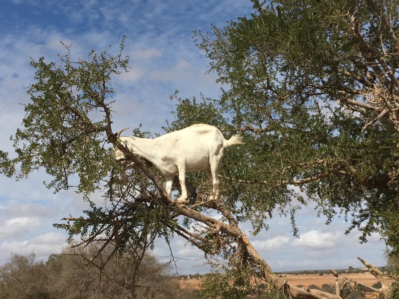 Moroccan tree climbing goat