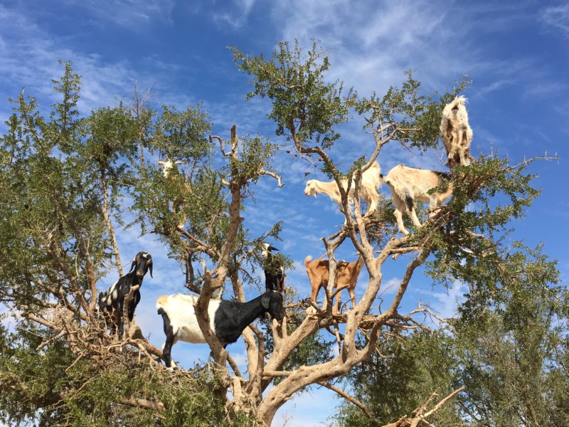 Essaouira goats in trees