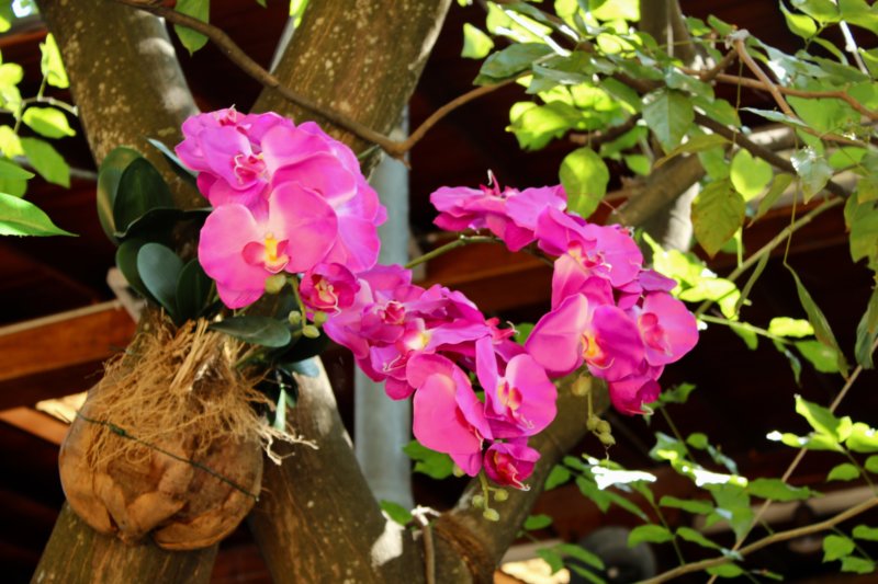 Temple flowers, Colombo