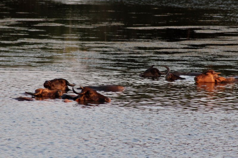 Buffalos in water, Yala National Park