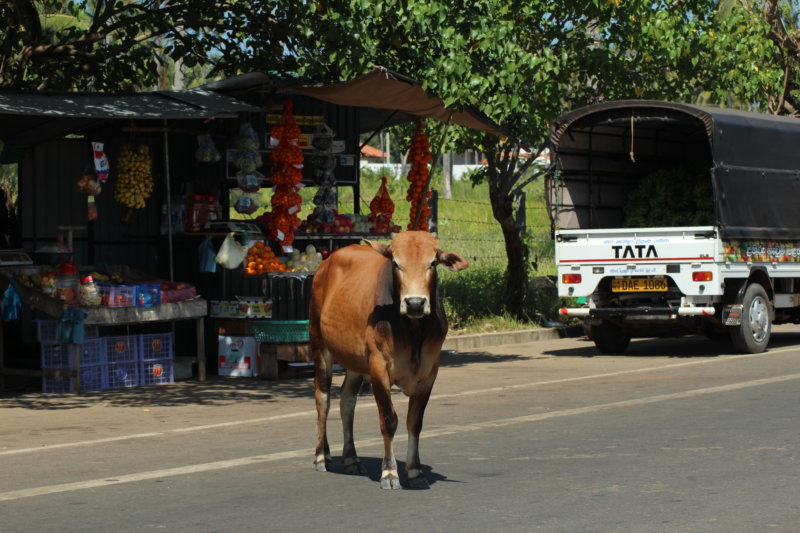 Cow in the village, Sri Lanka