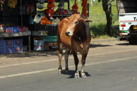 Cow on Kalpitiya main road, Sri Lanka