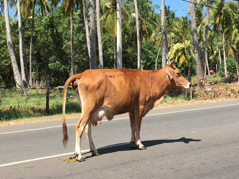 Cow on the road, Sri Lanka