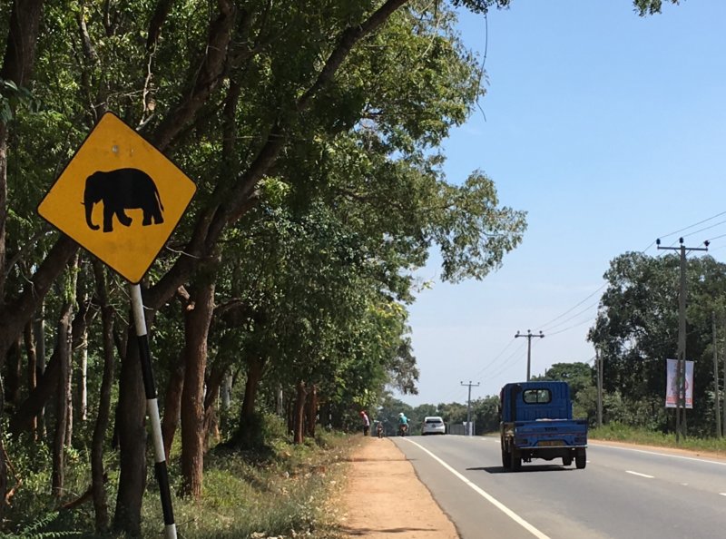 Elephant road sign