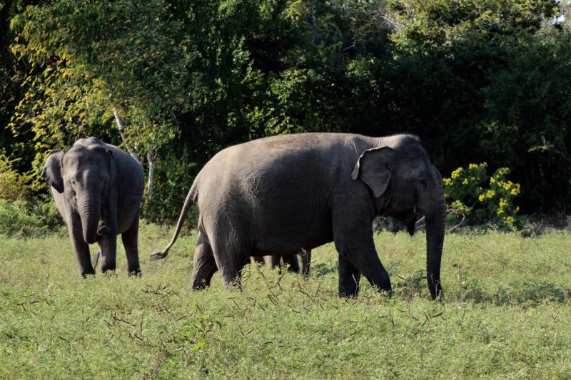 Elephants in Yala National Park