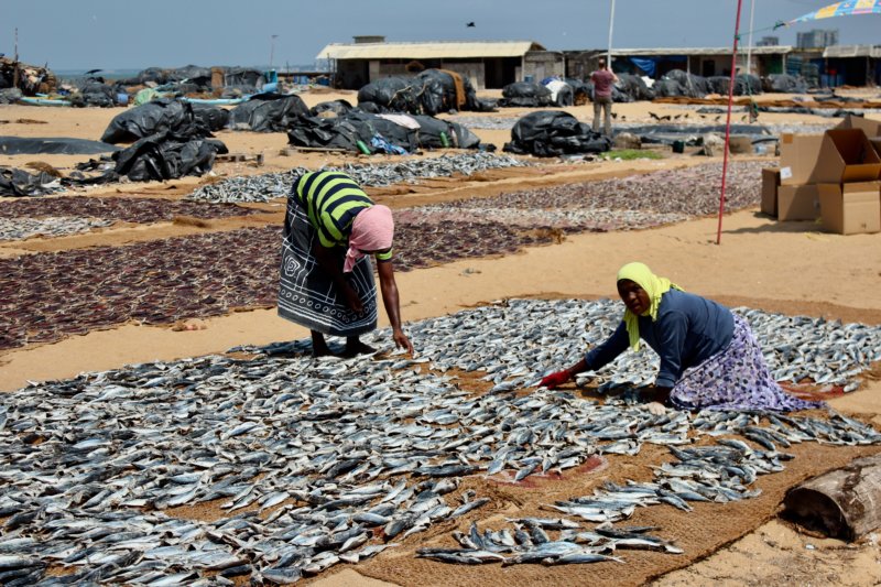 Handling fish, Negombo