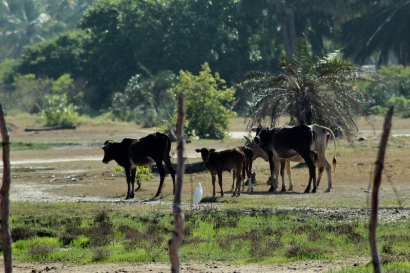 Kalpitiya cattle