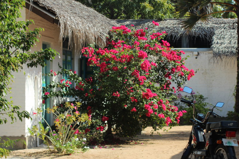 Villa Kalpitiya coconut roof and flowers