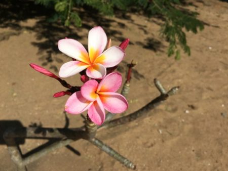 Kalpitiya temple flower plant