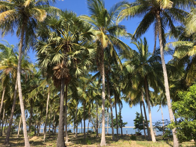Kalpitiya palms and beach